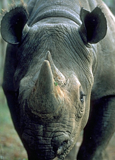 RhinoTZ